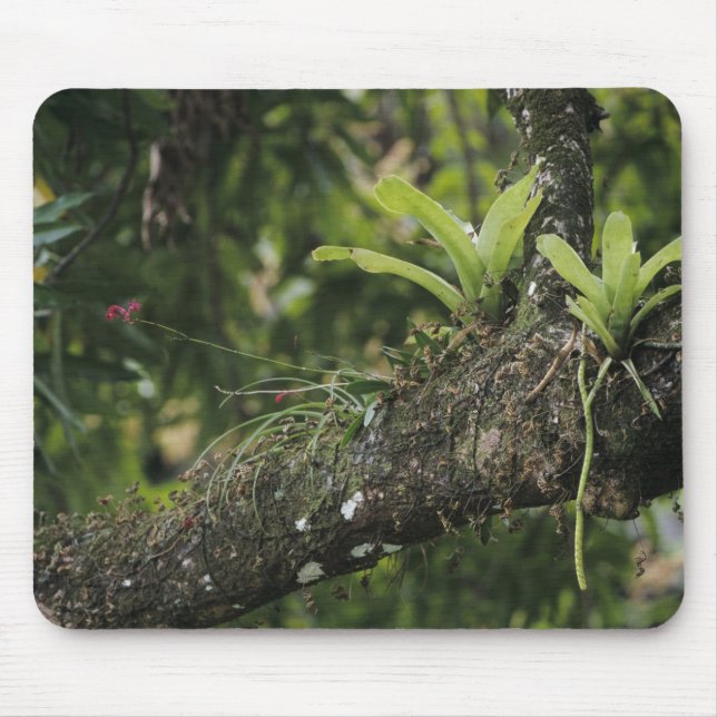 Pine Pink, Bletia purpurea, blommar på Mango Musmatta (Framsidan)