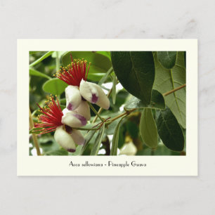 Pineapple Guava-inkasserbart vykort