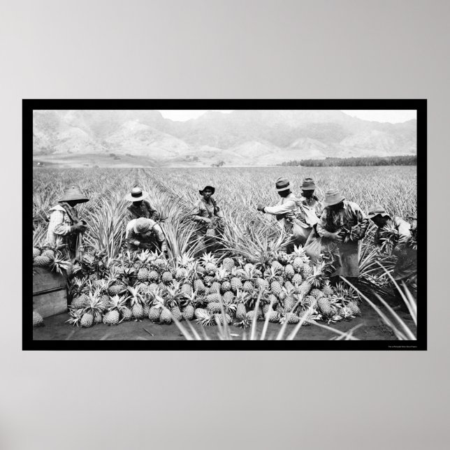 Pineapple Harvest Hawaii 1917 Poster (Framsidan)