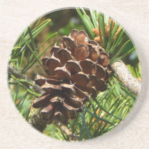 Pinecone i sun.en underlägg sandsten
