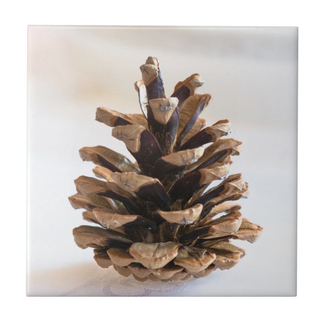Pinecone Kakelplatta (Framsidan)
