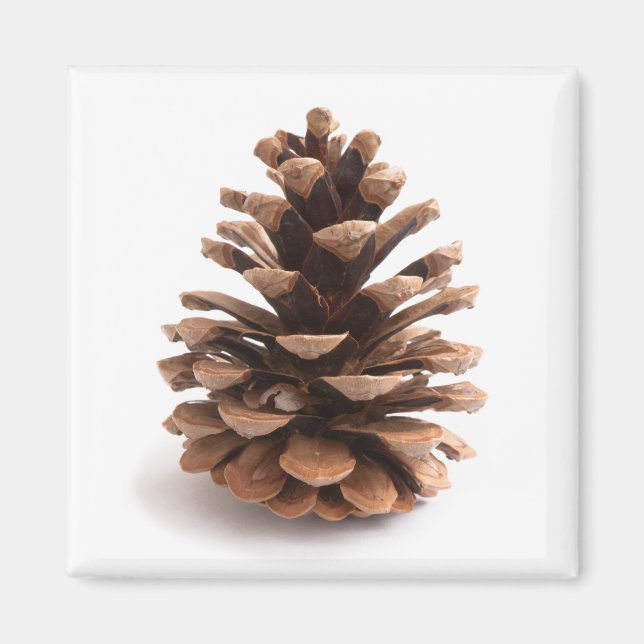 Pinecone Magnet (Framsidan)