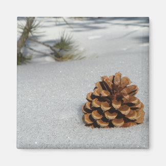 Pinecone på Snö Magnet