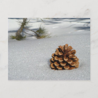 Pinecone på vykortet Snö Vykort