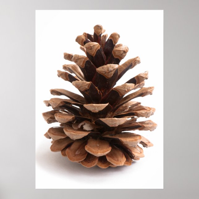 Pinecone Poster (Framsidan)