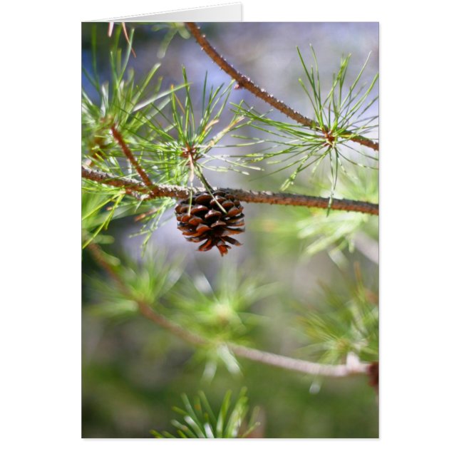 Pinecone - tom hälsningskort (Framsidan)