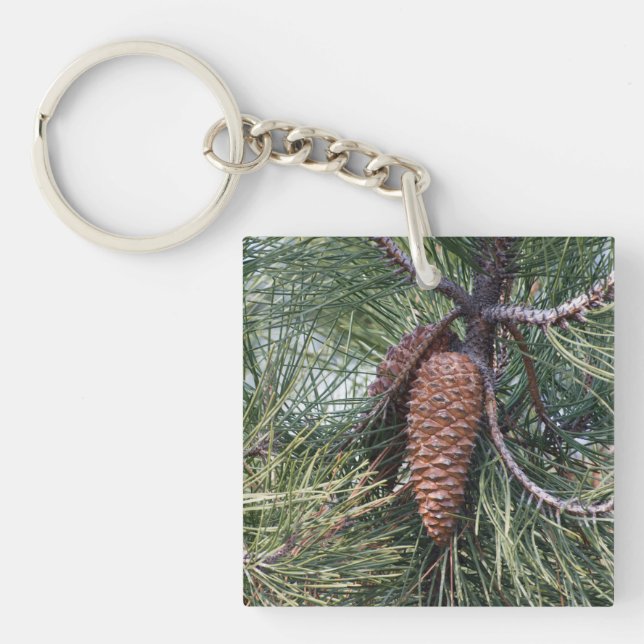 Pinecone vid gräs träd (Framsidan)
