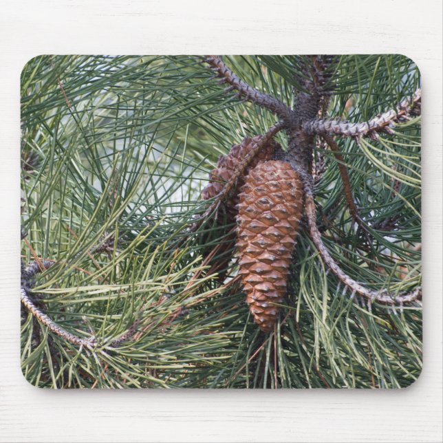 Pinecone vid gräs träd musmatta (Framsidan)