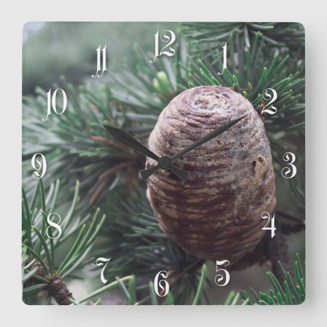 Pinecones Fyrkantig Klocka (Framsida)