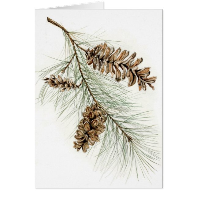 Pinecones Hälsningskort (Framsidan)