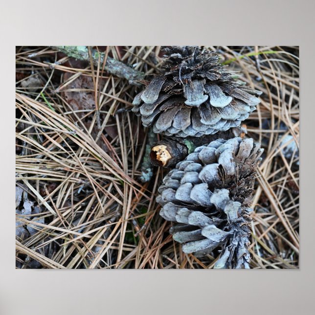 Pinecones Photo Poster (Framsidan)