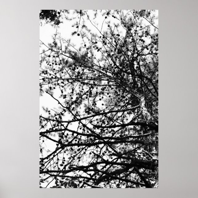 PineCones Poster (Framsidan)