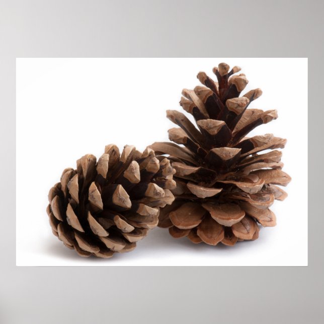 Pinecones Poster (Framsidan)