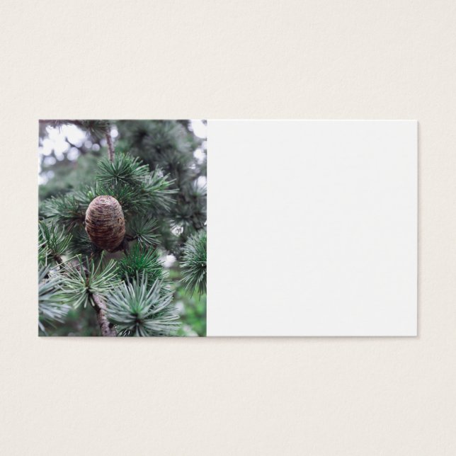 Pinecones Visitkort (Framsidan)
