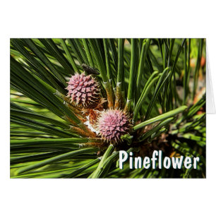 Pineflower Hälsningskort