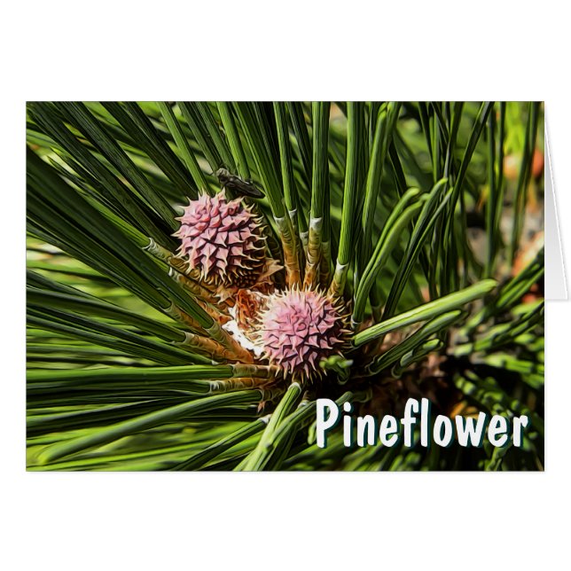 Pineflower Hälsningskort (Framsidan Horizontal)