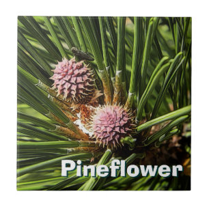 Pineflower Kakelplatta
