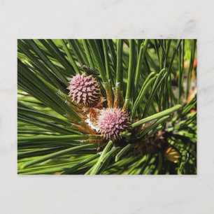 Pineflower Vykort