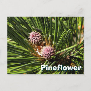 Pineflower Vykort
