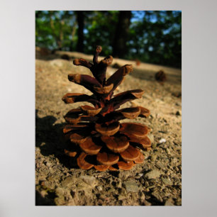 pinekon poster