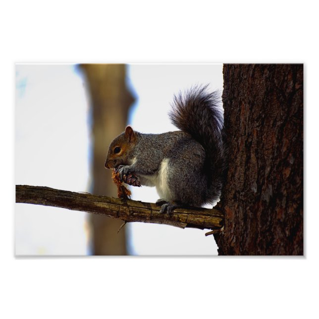 pinekonminkon fototryck (Framsidan)