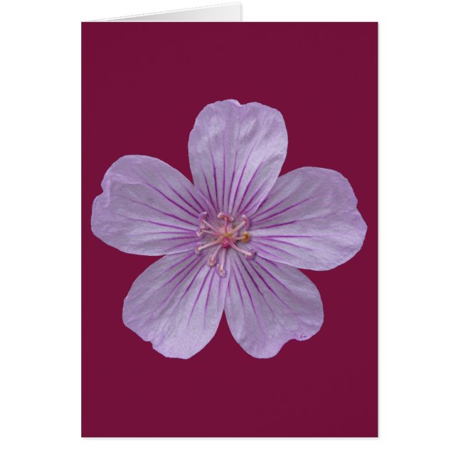 Pineywood Geranium #1 Hälsningskort (Framsidan)