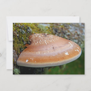Pingetsvampkort