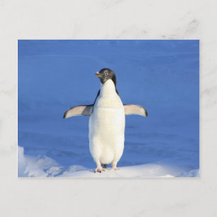 Pingguin lycklig dansk vykort