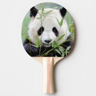 Pingpongpaddel Photo jätte panda, djur. Pingisracket