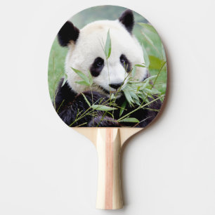 Pingpongpaddel Photo jätte panda, djur. Pingisracket