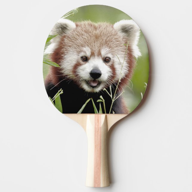 Pingpongpaddle Foto Red panda, djur. Pingisracket (Framsidan)