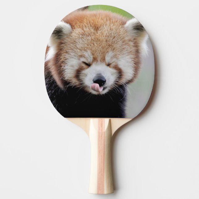 Pingpongpaddle Foto Red panda, djur. Pingisracket (Framsidan)