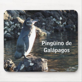 Pinguino de Galapagos Musmatta