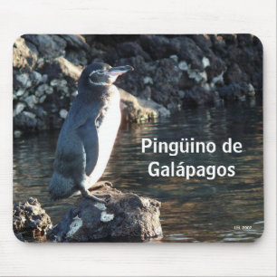 Pinguino de Galapagos Musmatta