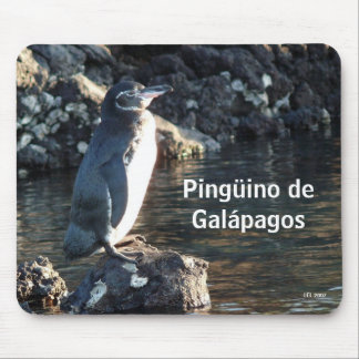 Pinguino de Galapagos Musmatta