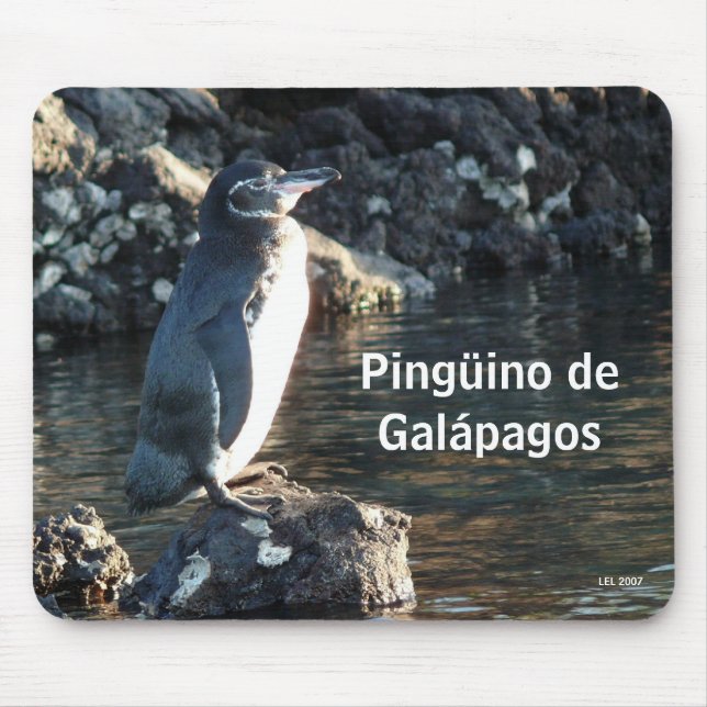 Pinguino de Galapagos Musmatta (Framsidan)