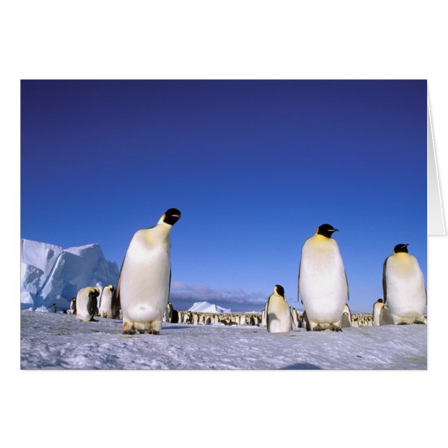 Pingvin | Antarktis, Antarktiska halvön Hälsningskort (Framsidan Horizontal)