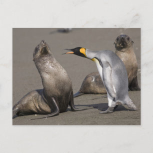 Pingvin berättar Antarktis, South Georgia Island Vykort