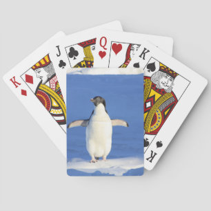 Pingvin Casinokort