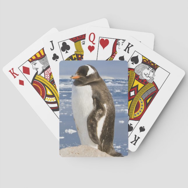 Pingvin Gentoo Casinokort (Baksidan)