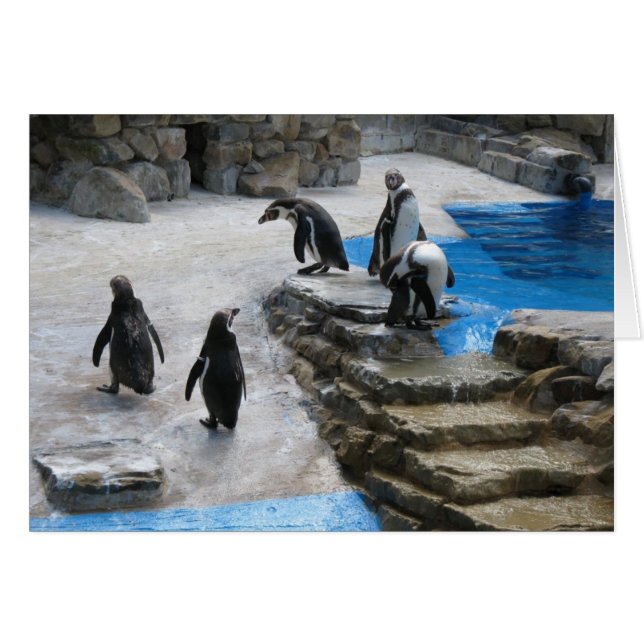 Pingvin Hälsningskort (Framsidan Horizontal)