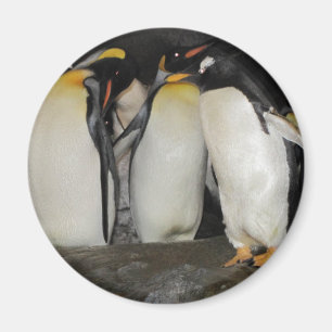 Pingvin på zooen magnet