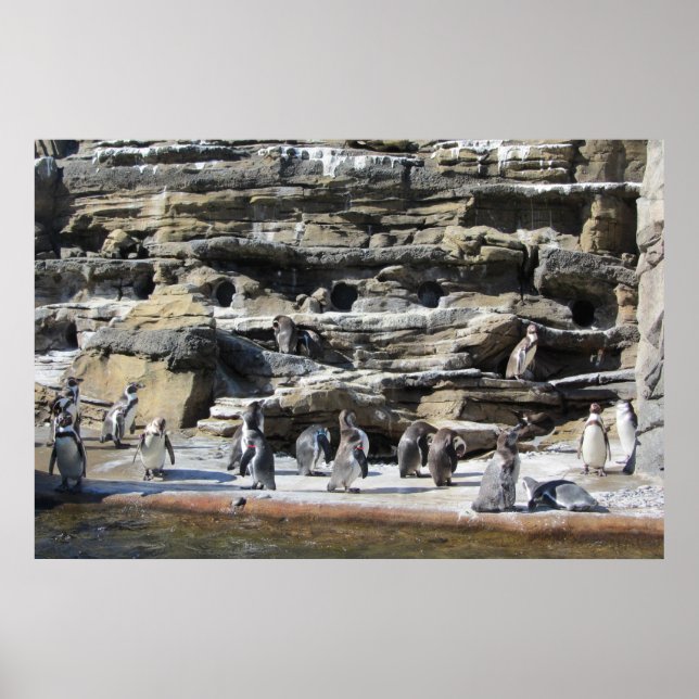 Pingvinarnas samling poster (Framsidan)