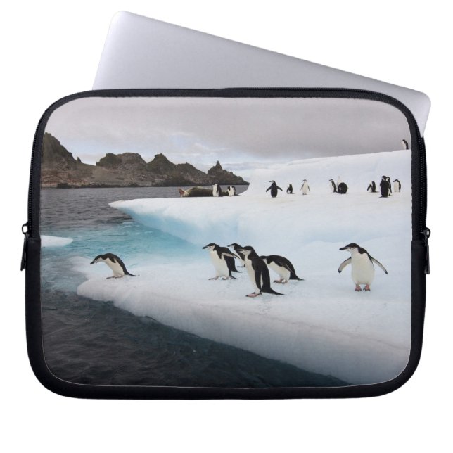 Pingviner av arten strimpingvin laptop sleeve (Framsidan)