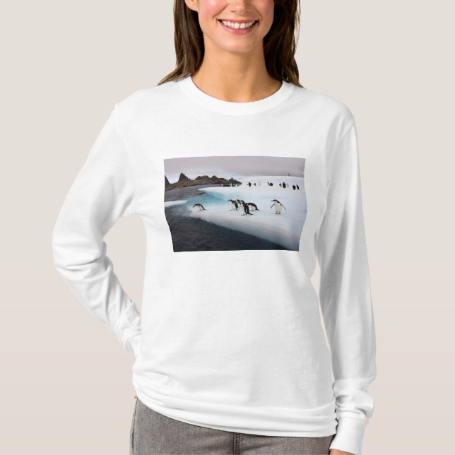 Pingviner av arten strimpingvin t shirt (Framsida)