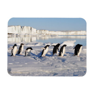 Pingviner Magnet
