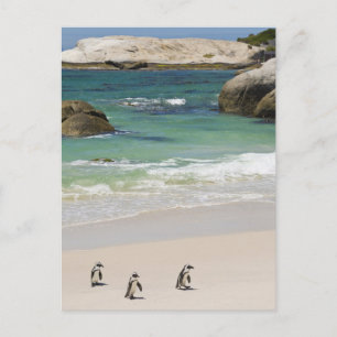 Pingviner på Boulders Beach, Simons Town, Sydafrik Vykort