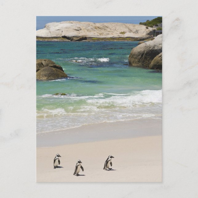 Pingviner på Boulders Beach, Simons Town, Sydafrik Vykort (Framsida)