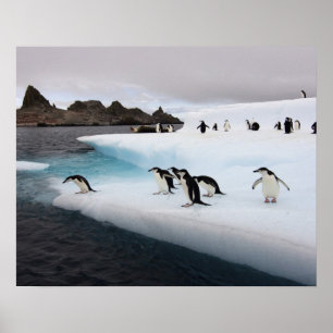 Pingviner, pygoscelis antarctica, 2 poster