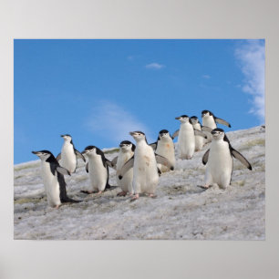 Pingviner, pygoscelis antarctica. poster
